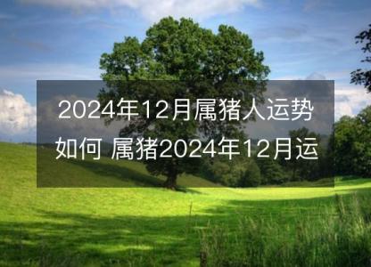 2024年12月属猪人运势如何 属猪2024年12月运程好吗